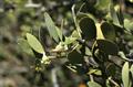 Jojoba